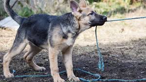German shepherd puppies can cost as little as $300 or as much as $5,000 (or more), depending on the gsd's pedigree. German Shepherd Growth Weight Chart Everything You Need To Know Pawlicy Advisor