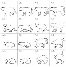 Illustrations Of Body Postures Of Cats Notice That In The