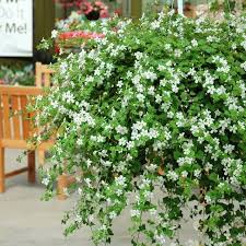 Image result for Bacopa
