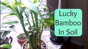 The lucky bamboo should be placed in a place where it does not receive direct sunlight as it damages it. Lucky Bamboo Repotting Into Soil Care Tips Youtube