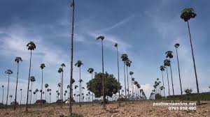 Eşti pe cale să postezi un mesaj intrebarea corecta ar fi cati metri patrati are un hectar si deja am stabilit anterior ca un hectar are 10 000 metri patrati. O Firma Din BistriÅ£a Ii InvaÅ£a Pe Romani Sa ObÅ£ina Profit De 20 000 De Euro De Pe Un Hectar Plantat Cu Paulownia