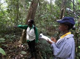 Image result for Secamone dewevrei