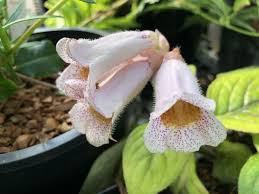 Image result for Gardenia subacaulis