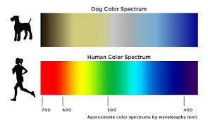 Red flames or yellow gas flame color may be a sign of incomplete combustion, wasted gas and a serious safety hazard. What Colors Do Dogs See The Bark