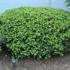 Image result for Macrotyloma densiflorum