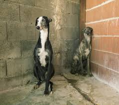They die agonising deaths alone. Dia Del Galgo World Galgo Day Facebook