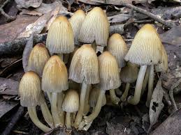 Image result for Coprinus micaceus