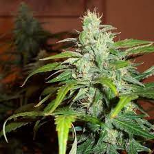 Lowryder #2 incorporates colombian santa maria genetics for increased resin production, improved. Auto Lowryder 2 Feminized Cannabis Marijuana Seeds Seedsmafia