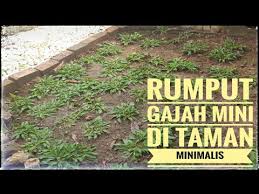 Rumput gajah mini per meter !!: Cara Menanam Rumput Gajah Mini Di Pekarangan Rumah Taman Rumah Minimalis Youtube