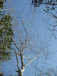 Image result for Bivinia jalbertii