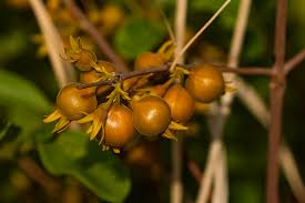 Image result for Vangueria proschii