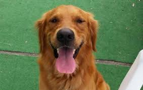 Adopt Janson On Petfinder Golden Retriever Pets Dogs Golden Retriever