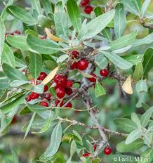 March 13 National Grasslands