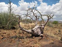 Image result for Pachypodium lealii