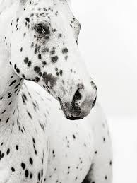 I Love Spots And I Love The Look In This Horse S Eyes What Is He Thinking Con Immagini Cavalli Appaloosa Fotografie Di Cavalli Appaloosa