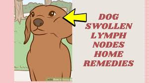 Check spelling or type a new query. Dog Swollen Lymph Nodes Home Remedies Home Remedies For Swollen Lymph Nodes Youtube