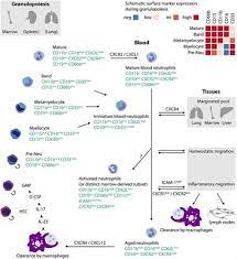 Frontiers Neutrophil Heterogeneity As Therapeutic Opportunity In Immune Mediated Disease Immunology