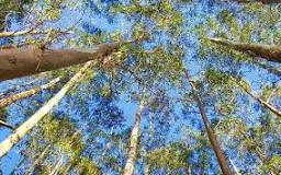 Image result