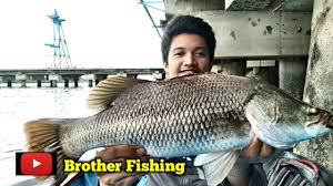 Entdecke rezepte, einrichtungsideen, stilinterpretationen und andere ideen zum ausprobieren. Tarikan Kuat Kakap Putih Membuat Semua Orang Panik Mancing Kakap Putih Mancing Barramundi Youtube