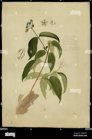 Image result for Vismia orientalis