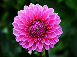 What are the best winter flowers in india? Best Winter Season Flowers In India Winter Flowers Name Dahlia Growing Dahlias Winter Flowers In Season Dahlia Flower