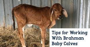 The brahman cattle are medium to large sized animals. Tips For Working With Brahman Baby Calves B R Cutrer Inc
