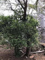 Image result for Drypetes gerrardii