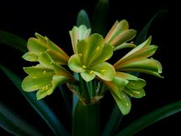 Image result for Liparis bowkeri