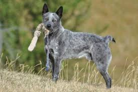 Want to discover art related to blue_heeler? Australian Cattle Dog Dog Breed Information