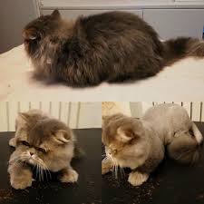Pets Life Animals And More Adli Kullanicinin Kedi Panosundaki Pin Yorkshire Terrier Pekinez Kedi