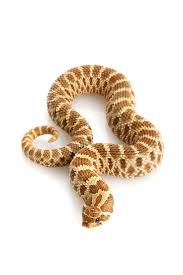 Mehr als 200.000 maschinen sofort verfügbar. Western Hognose Snake Care Sheet Reptiles Magazine