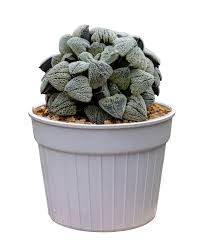 Image result for Pavetta pygmaea