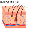 Hair is a soft tissue of the body. Https Encrypted Tbn0 Gstatic Com Images Q Tbn And9gcrvoj1cnzgrdur Wncsevw0a4doa72e2sqc Lymlw653o4wcfqh Usqp Cau