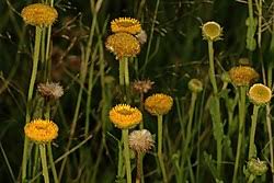 Image result for Asterochaete