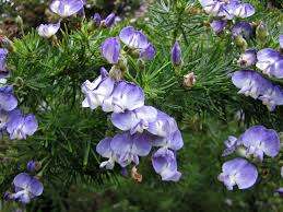 Image result for Psoralea glabra