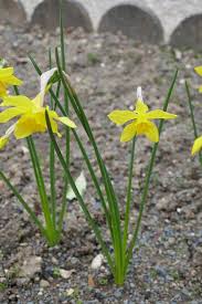 Double campernelle daffodil | breck's. Narcissus X Odorus Campernelle Jonquil North Carolina Extension Gardener Plant Toolbox