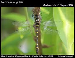 Image result for Macrotyloma rupestre × densiflo