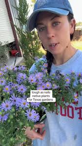 Black Foot Daisy in Hanging Pot