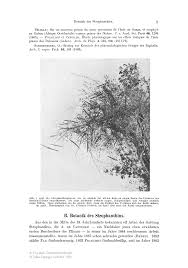 Image result for Strophanthus gardeniiflorus