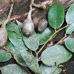 Image result for Parinari excelsa