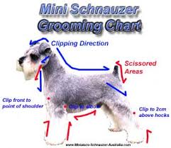 Mini Schnauzer Grooming Tips For Pets Miniature Schnauzer