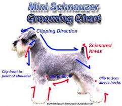 mini schnauzer grooming tips for pets miniature schnauzer