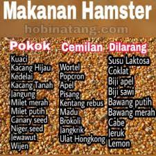Maybe you would like to learn more about one of these? Makanan Untuk Hamster Yang Pokok Dan Dilarang Hobinatang