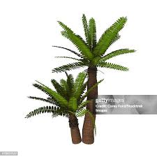 Image result for Zamiaceae