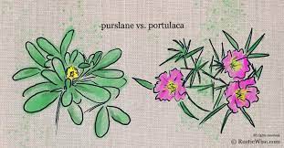 We did not find results for: Plant Comparison Purslane Vs Portulaca Rusticwise