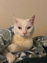 Our handsome Smokey.