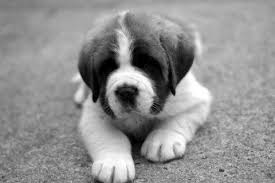 Black And White St Bernard Puppy Saint Bernard Puppy St Bernard Dogs Bernard Dog Black Puppy