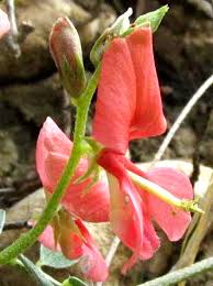 Image result for Indigofera schliebenii