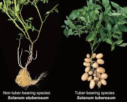 Image result for Solanum tuberosum