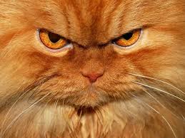 If The Cat Ain T Happy Kedi Guzel Kediler Somurtkan Kediler